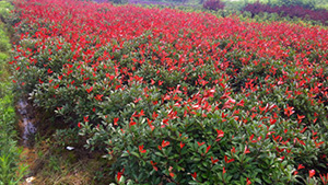 草莓视频APP在线下载山莊苗木基地紅葉石楠球