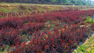 草莓视频APP在线下载山莊苗木基地紅葉李苗